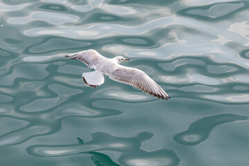 a seagull flying over the blue sea
