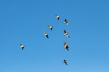 Mandarin Duck Swimming at reservoir