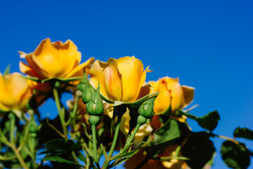 Orange buds of fragrant roses in a sunlight. Flower arrangement, bouquet. Floral wallpaper. Rose bud on a blooming bush. Yellow flowers in summer day.