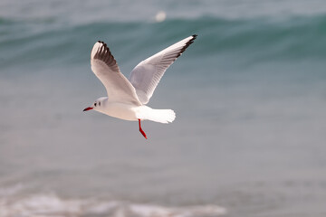 a seagull flying over the blue sky