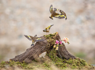 oriental green finch sitting on a branch