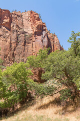 Canyon wall landscape with trees and clear blue sky during summer in Zion National Park Utah, USA.