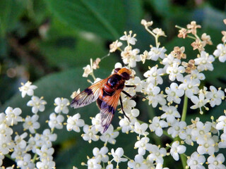 Volucella inflata hoverfly feeding on the pollen of an elderflower (Sambucus nigra)
