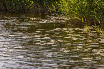 Beautiful view of tranquil lake with water lilies floating and reeds growing along shore. Sweden.