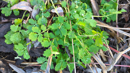 A Celandine officinalis plant in early spring close up