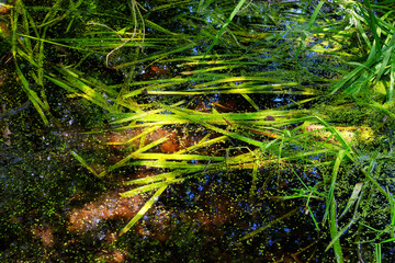 Water reflections in the fairy pond. Fontainebleau forest