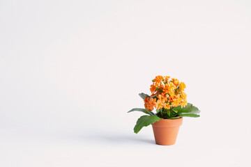 kalanchoe in  orange flower pot on white background