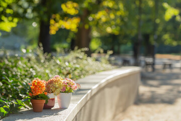 flowers in pots in sunlight outdoor