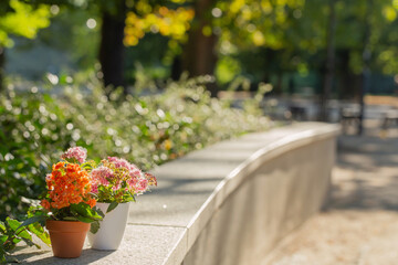flowers in pots in sunlight outdoor