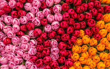 Naklejka premium Top view of color full flowers in spring