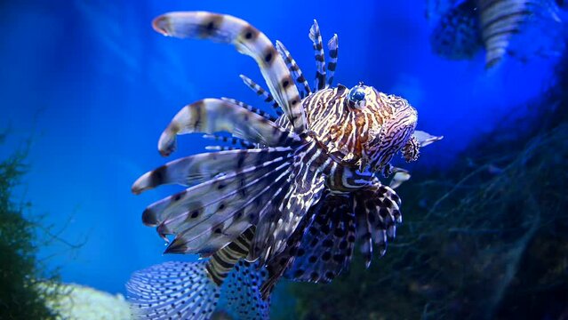 Close-Up of a Lionfish in an Aquarium