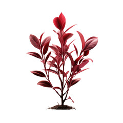 red plant
