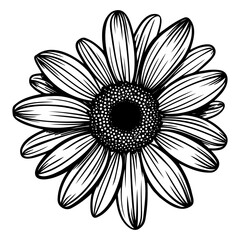 Vector illustration of daisy flower