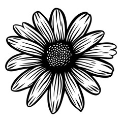 Vector illustration of daisy flower