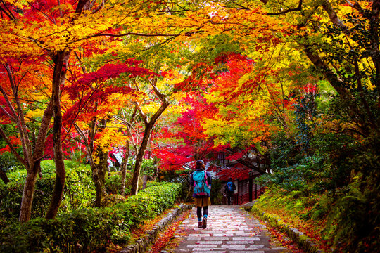 Autumn foliage in Kyoto.