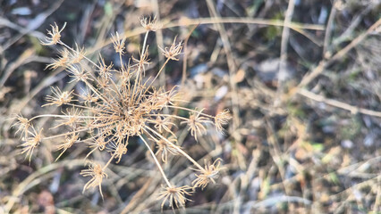 A close up of a small plant with dead grass, in the style of delicate and intricate details