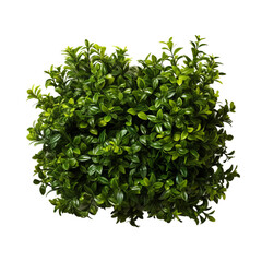 Obraz premium tree isolated on white background
