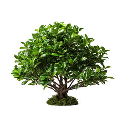 Naklejka premium tree isolated on white background