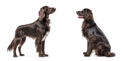 Dog German Longhaired Pointer