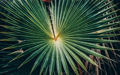 Obraz premium Tropical palm leaf with colorful background