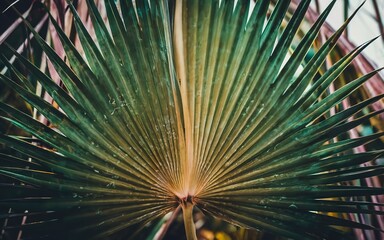 Tropical palm leaf with colorful background