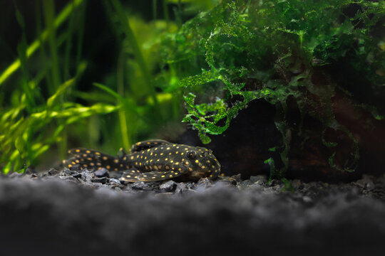 hypancistrus l201 pleco fish on the bottom of a fish tank