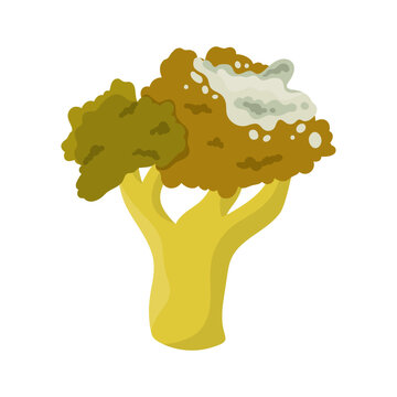 Old Rotten Broccoli Vegetable. Damaged Food From Fridge, Moldy Expired Product Cartoon Vector Illustration