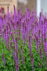 Salvia nemorosa the woodland sage beautiful bright color purple blue flowers in bloom, Balkan clary flowering plants in garden