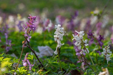 Corydalis cava bulbous hollowroot flowers in bloom, colorful purple violet white flowering springtime plants