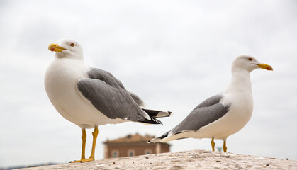 Close up of two seagulls in Rome, Italy.