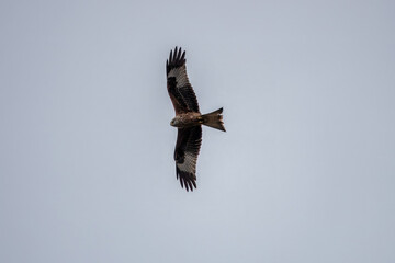red kite a large bird of prey in flight
