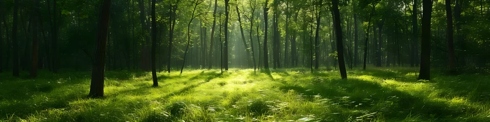 Fototapeten bamboo forest in the morning, sunset. pine. green relaxing. background, horizontal, landing page, banner © Lexxx20