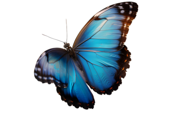 Beautiful blue butterfly in full body close-up portrait, flying with grace. .