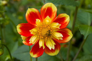 bumble bee collecting pollen from a bright orange and yellow dahlia flower 