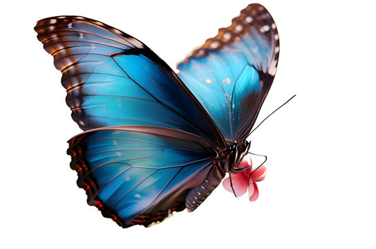 Fototapeta Beautiful blue butterfly in full body close-up portrait, flying with grace. .