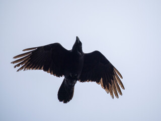 Kolkrabe (Corvus corax)