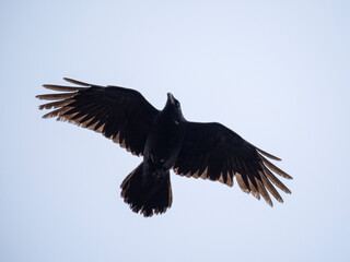 Kolkrabe (Corvus corax)