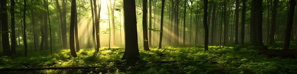 Gordijnen bamboo forest in the morning, sunset. pine. green relaxing. background, horizontal, landing page, banner © Lexxx20