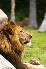 Lion at the zoo