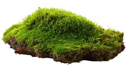 Green moss on rock isolated on transparent background.
