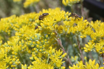 Honey bees on yellow flowers in summer 