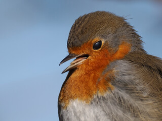 Rotkehlchen (Erithacus rubecula)