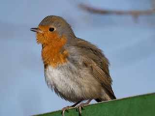 Rotkehlchen (Erithacus rubecula)
