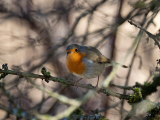 Rotkehlchen (Erithacus rubecula)