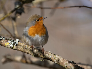 Rotkehlchen&nbsp;(Erithacus rubecula)