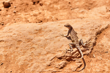 Alert Lizard Basking on Sedona Sandstone, Close-Up Perspective