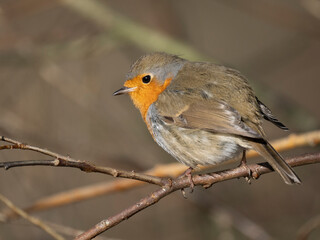 Rotkehlchen (Erithacus rubecula)