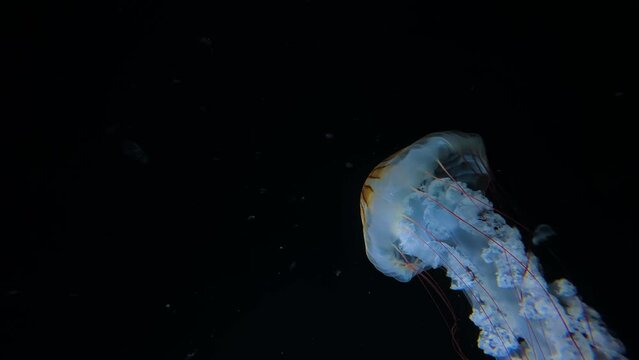 Southamerican sea nettle Jellyfish (Chrysaora plocamia), 4K UHD