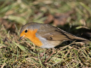 Rotkehlchen (Erithacus rubecula)