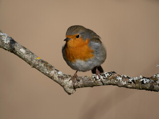 Rotkehlchen (Erithacus rubecula)